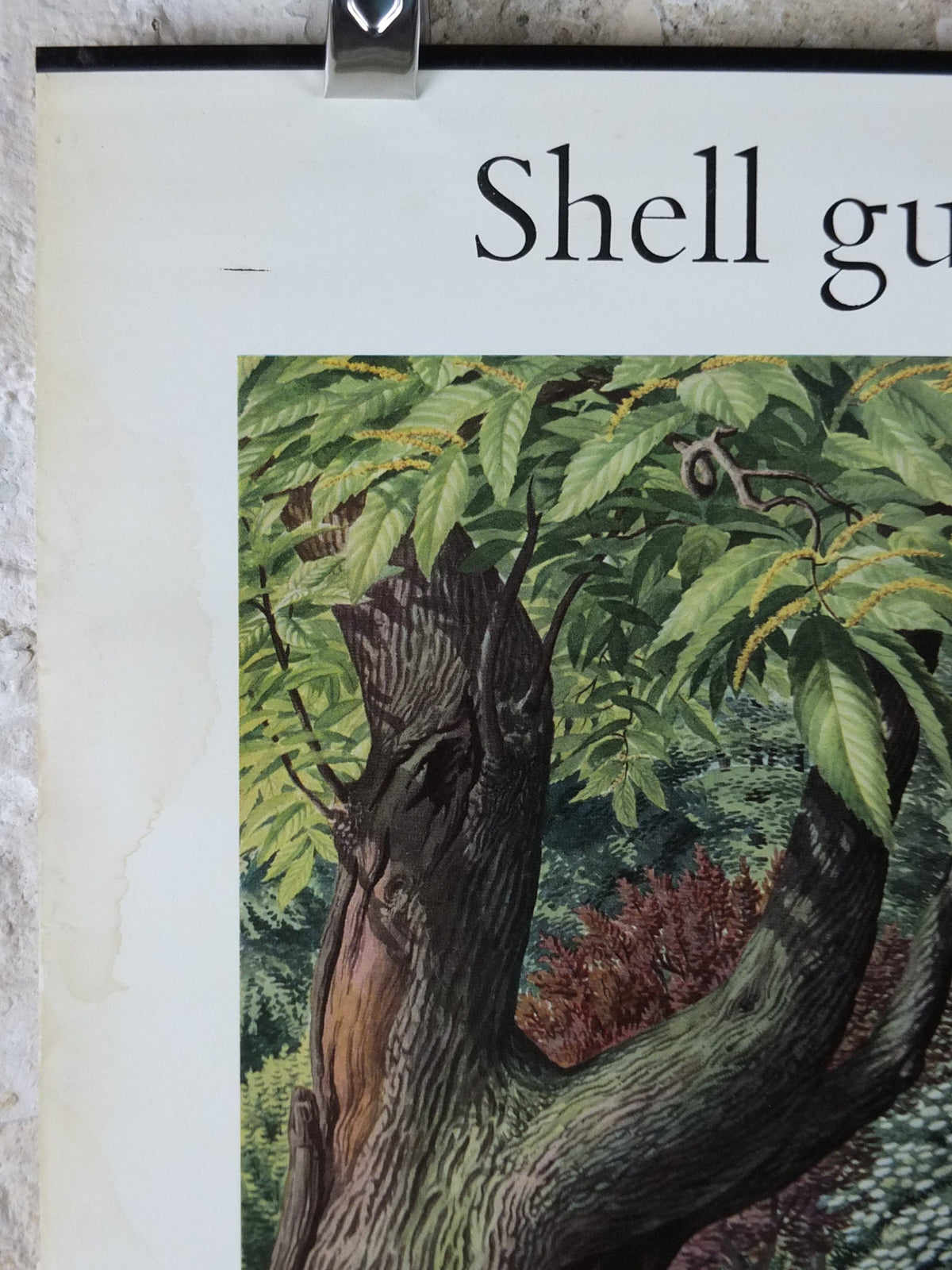 Vintage Shell Guide to July Trees Poster, botanical school education, wall art decor by S.R. Badmin 1950s