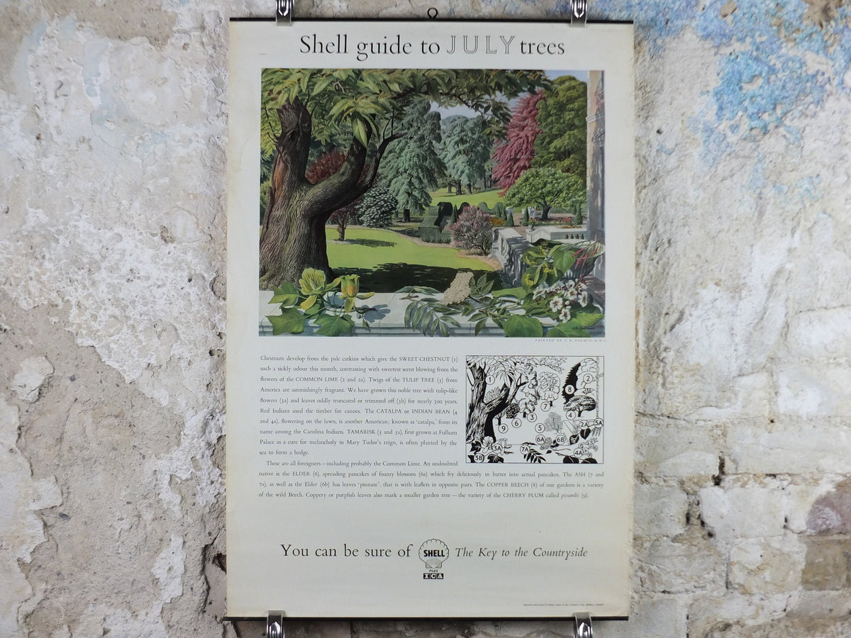 Vintage Shell Guide to July Trees Poster, botanical school education, wall art decor by S.R. Badmin 1950s