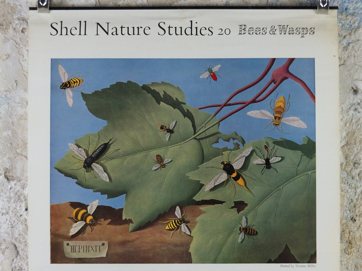 Vintage Shell Bees and Wasps Poster, zoological Melittology, Shell Nature Studies educational wall art decor by Tristram Hillier 1950s