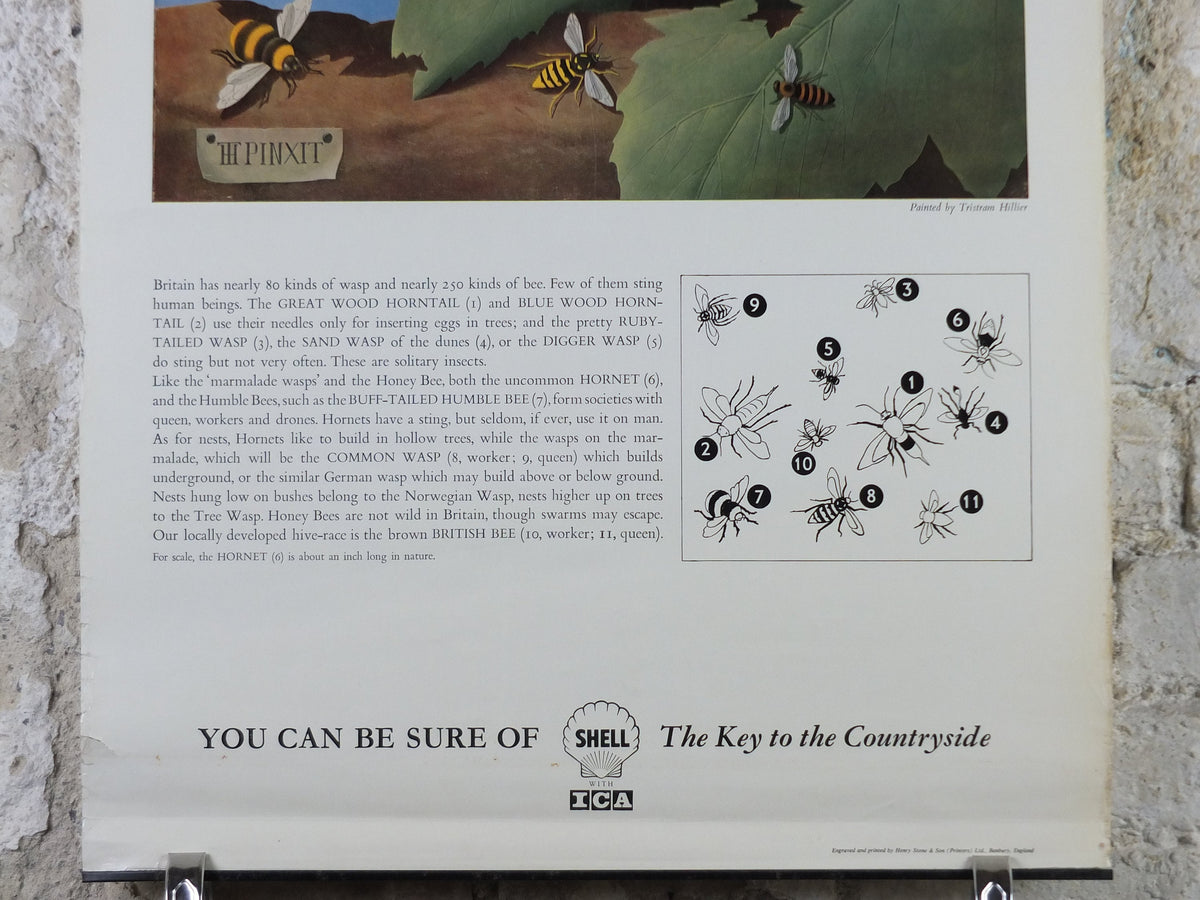 Vintage Shell Bees and Wasps Poster, zoological Melittology, Shell Nature Studies educational wall art decor by Tristram Hillier 1950s