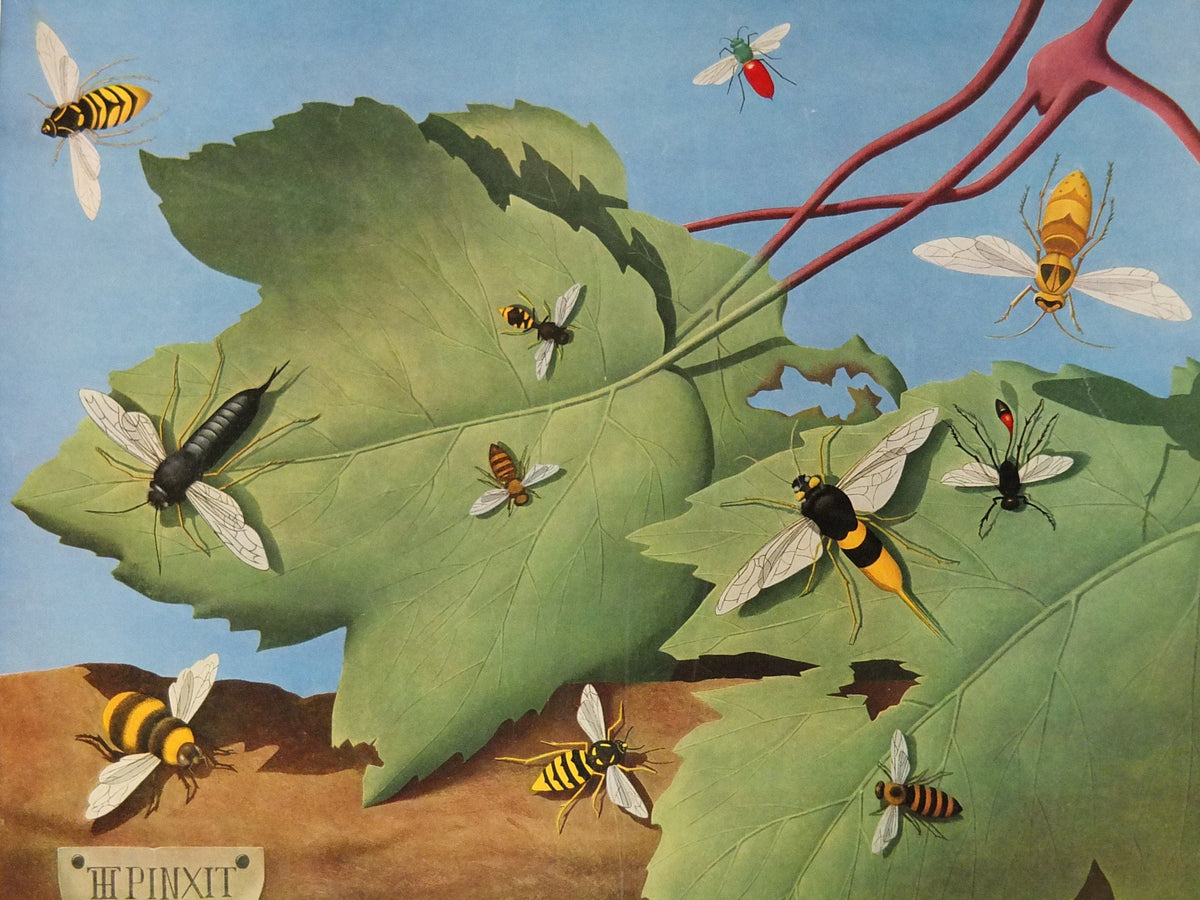 Vintage Shell Bees and Wasps Poster, zoological Melittology, Shell Nature Studies educational wall art decor by Tristram Hillier 1950s