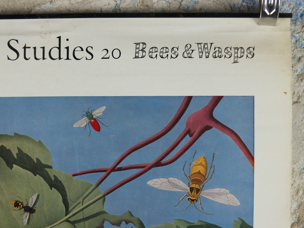 Vintage Shell Bees and Wasps Poster, zoological Melittology, Shell Nature Studies educational wall art decor by Tristram Hillier 1950s