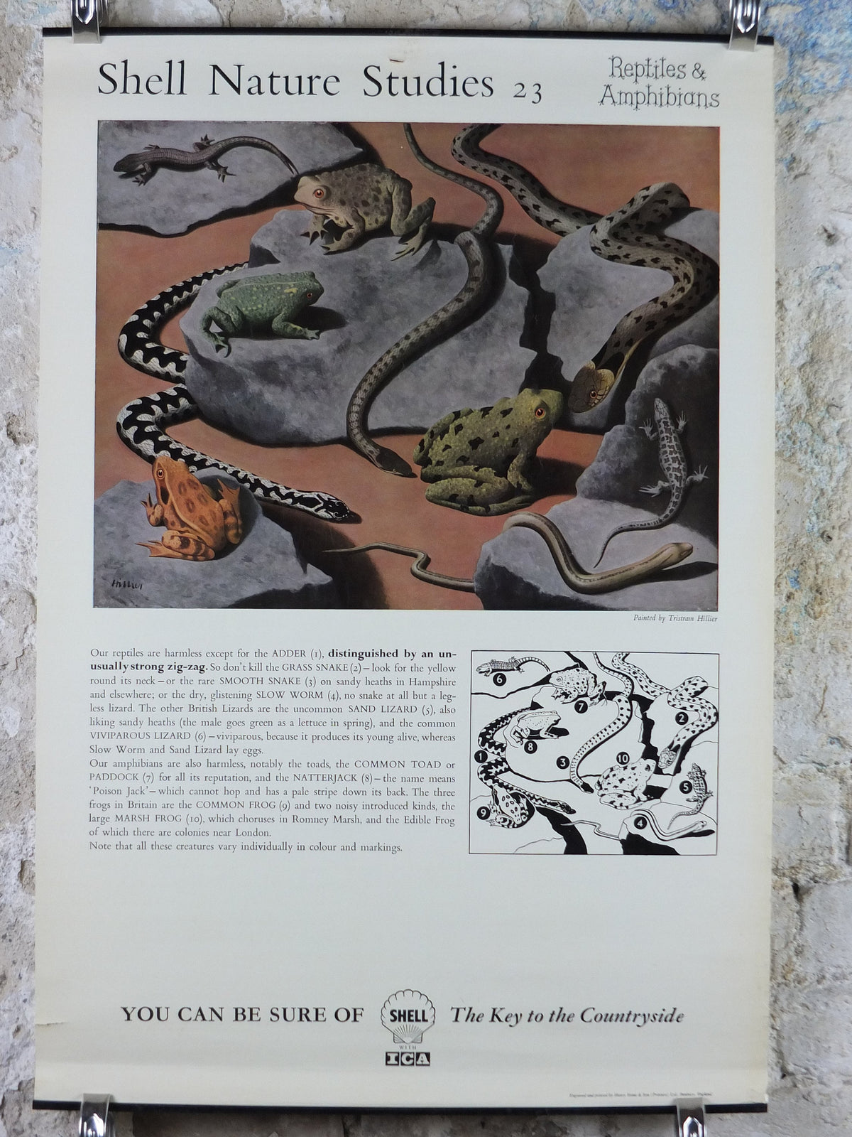 Vintage Shell Reptiles and Amphibians Poster, zoological snakes frogs and lizards, educational wall art by Tristram Hillier 1950s