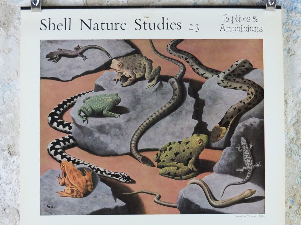 Vintage Shell Reptiles and Amphibians Poster, zoological snakes frogs and lizards, educational wall art by Tristram Hillier 1950s