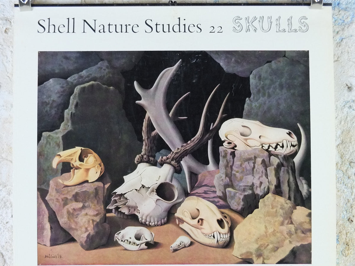 Vintage Shell Skulls Poster, zoological bone and skeleton, educational wall art by Tristram Hillier 1950s