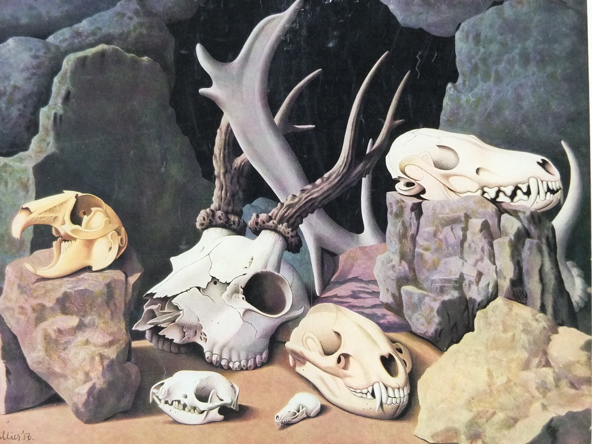 Vintage Shell Skulls Poster, zoological bone and skeleton, educational wall art by Tristram Hillier 1950s