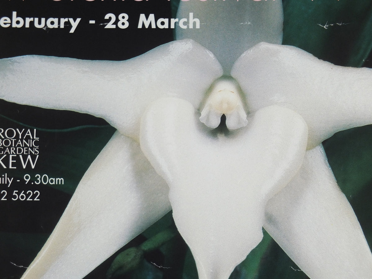 1999 Kew Orchid Festival Poster, Royal Botanic Gardens Kew, Garden botanical flora plants blooms, wall art decor