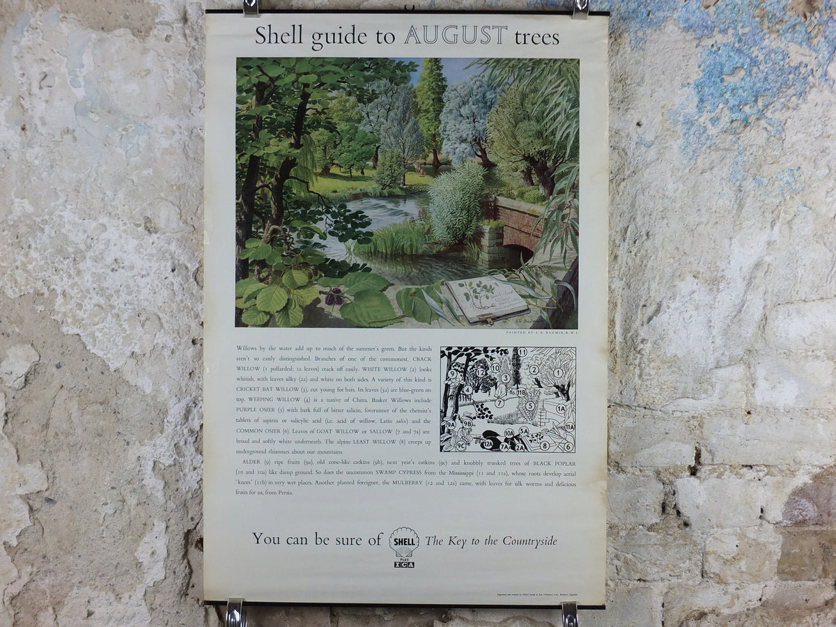 Vintage Shell Guide to August Trees Poster, botanical school education wall art by S.R. Badmin 1950s