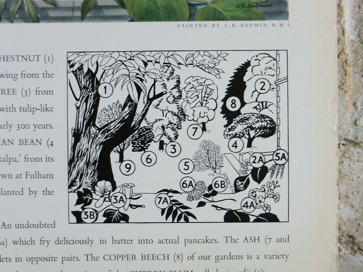 Vintage Shell Guide to July Trees Poster, botanical school education, wall art decor by S.R. Badmin 1950s