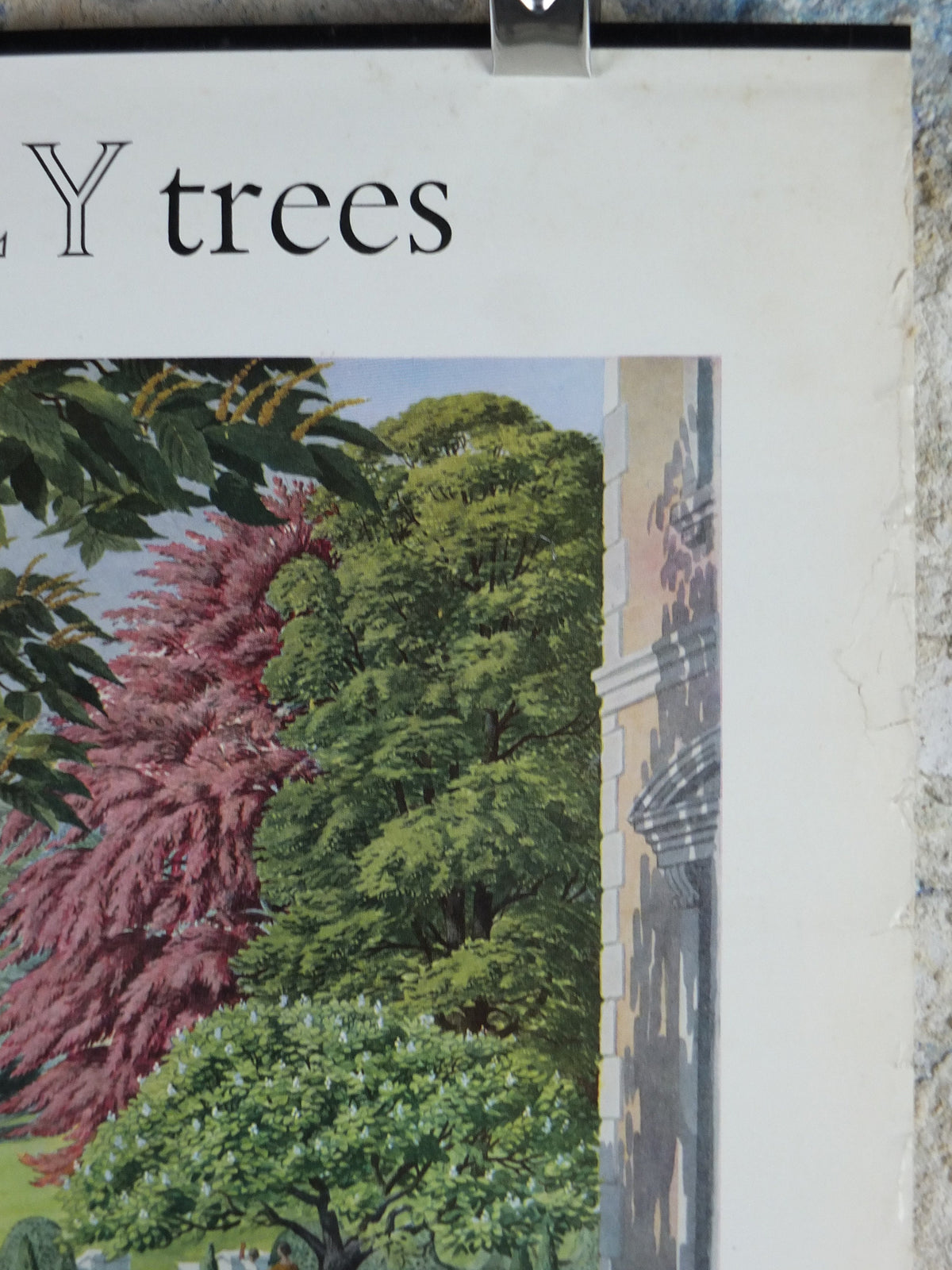 Vintage Shell Guide to July Trees Poster, botanical school education, wall art decor by S.R. Badmin 1950s