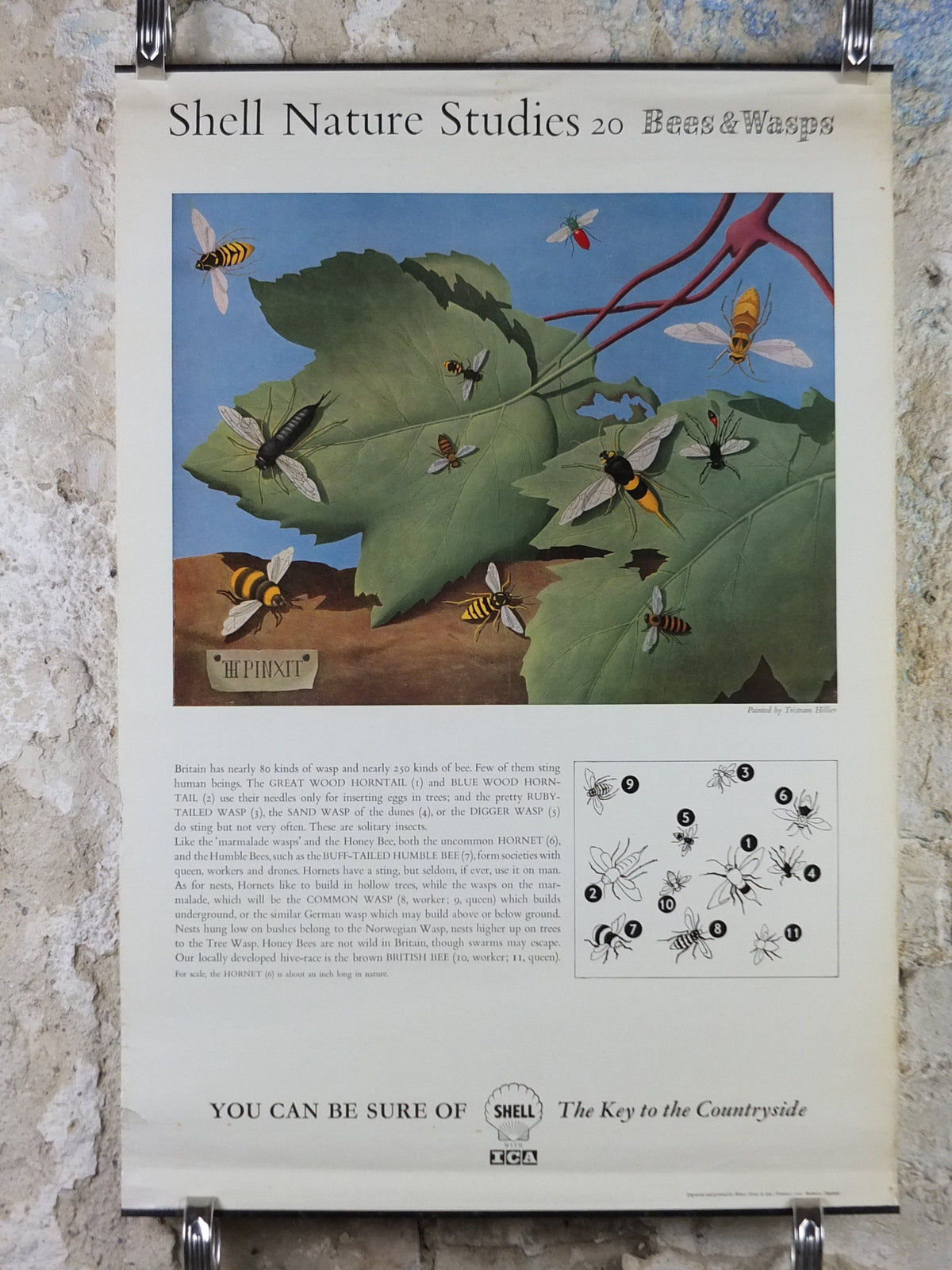 Vintage Shell Bees and Wasps Poster, zoological Melittology, Shell Nature Studies educational wall art decor by Tristram Hillier 1950s
