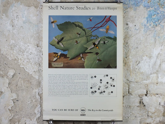 Vintage Shell Bees and Wasps Poster, zoological Melittology, Shell Nature Studies educational wall art decor by Tristram Hillier 1950s