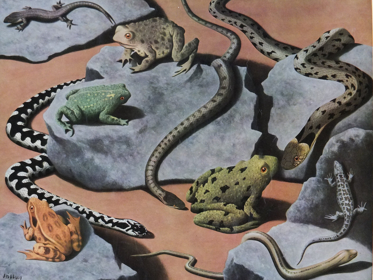 Vintage Shell Reptiles and Amphibians Poster, zoological snakes frogs and lizards, educational wall art by Tristram Hillier 1950s