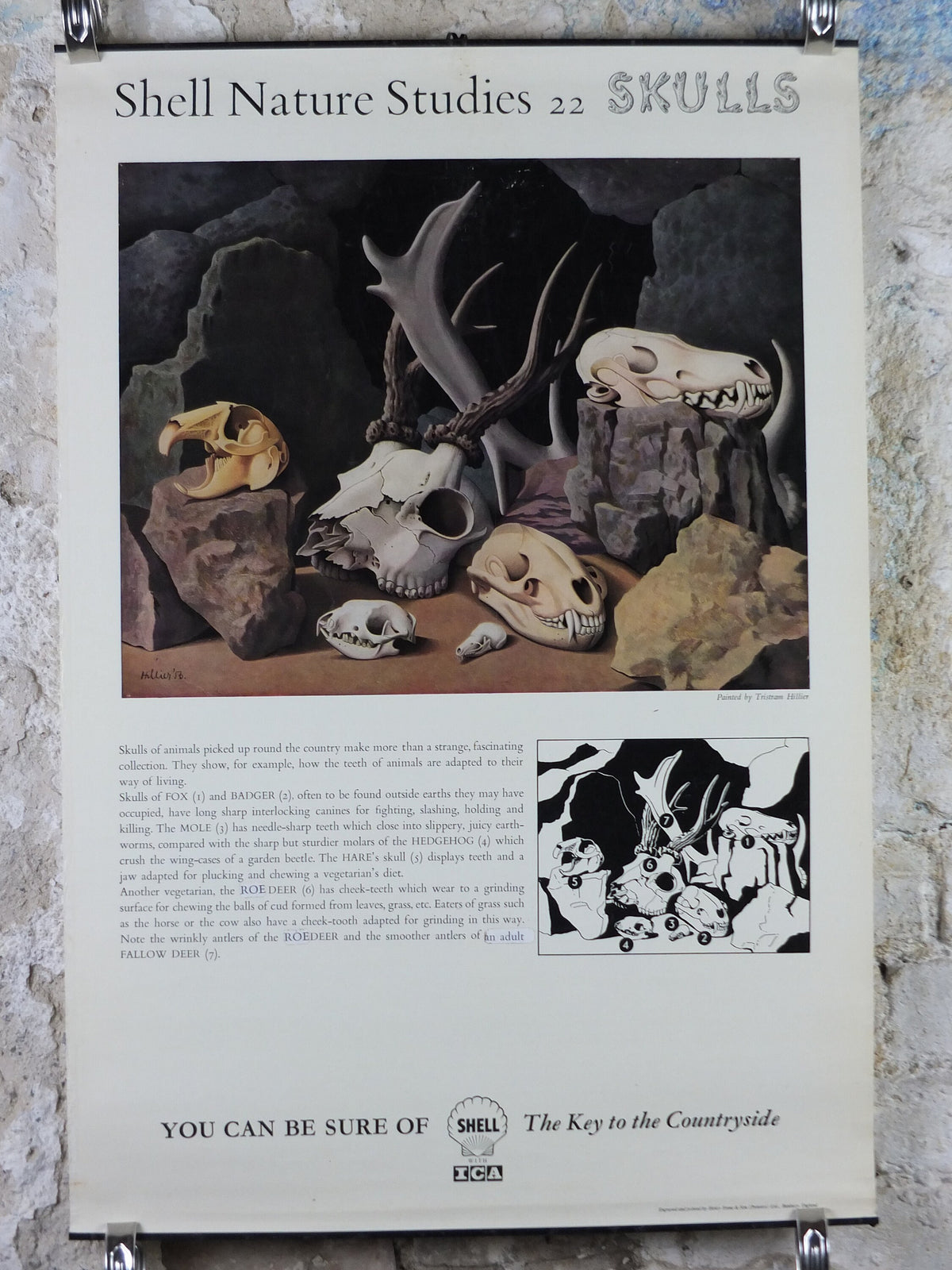 Vintage Shell Skulls Poster, zoological bone and skeleton, educational wall art by Tristram Hillier 1950s