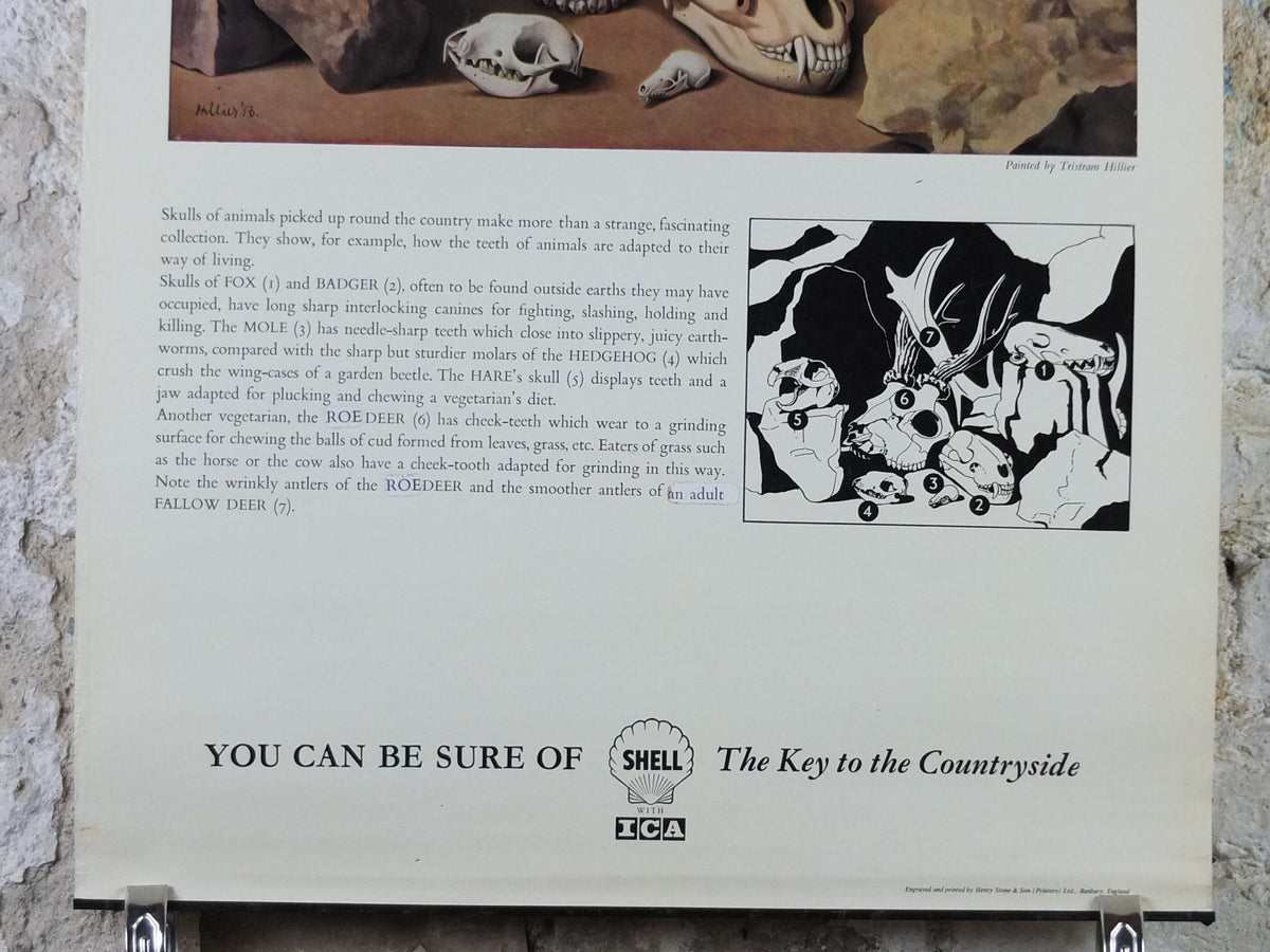 Vintage Shell Skulls Poster, zoological bone and skeleton, educational wall art by Tristram Hillier 1950s