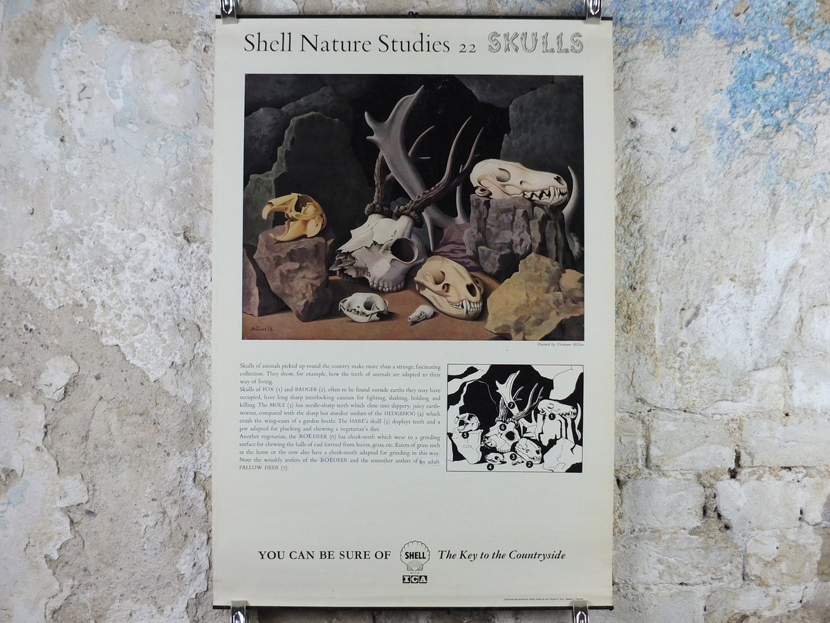 Vintage Shell Skulls Poster, zoological bone and skeleton, educational wall art by Tristram Hillier 1950s