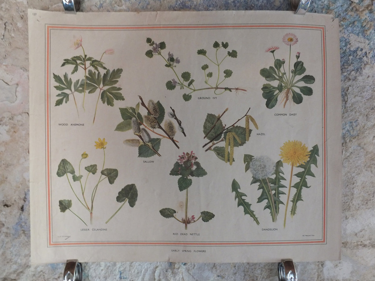 Original Vintage British Macmillan Educational Poster Early Spring flowers anemone daisy flora nature plant print wall art botanical 1950s