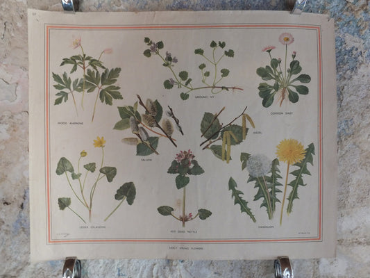 Original Vintage British Macmillan Educational Poster Early Spring flowers anemone daisy flora nature plant print wall art botanical 1950s