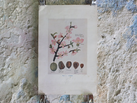 Original Vintage British Almond Educational Poster Fruits flora nature plant print wall art botanical 1940s