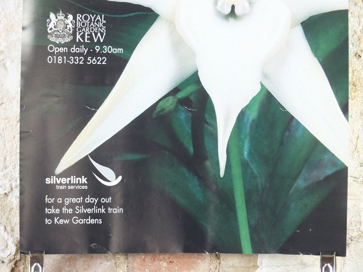 1999 Kew Orchid Festival Poster, Royal Botanic Gardens Kew, Garden botanical flora plants blooms, wall art decor