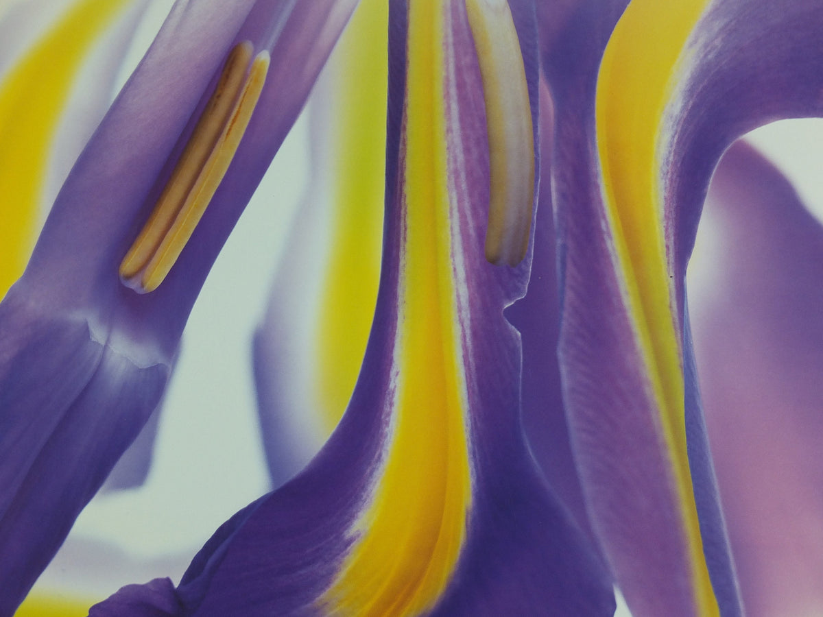 2001 RHS Chelsea Flower Show Poster, Iris, The Royal Horticultural Society, Garden botanical flora plants blooms, wall art decor