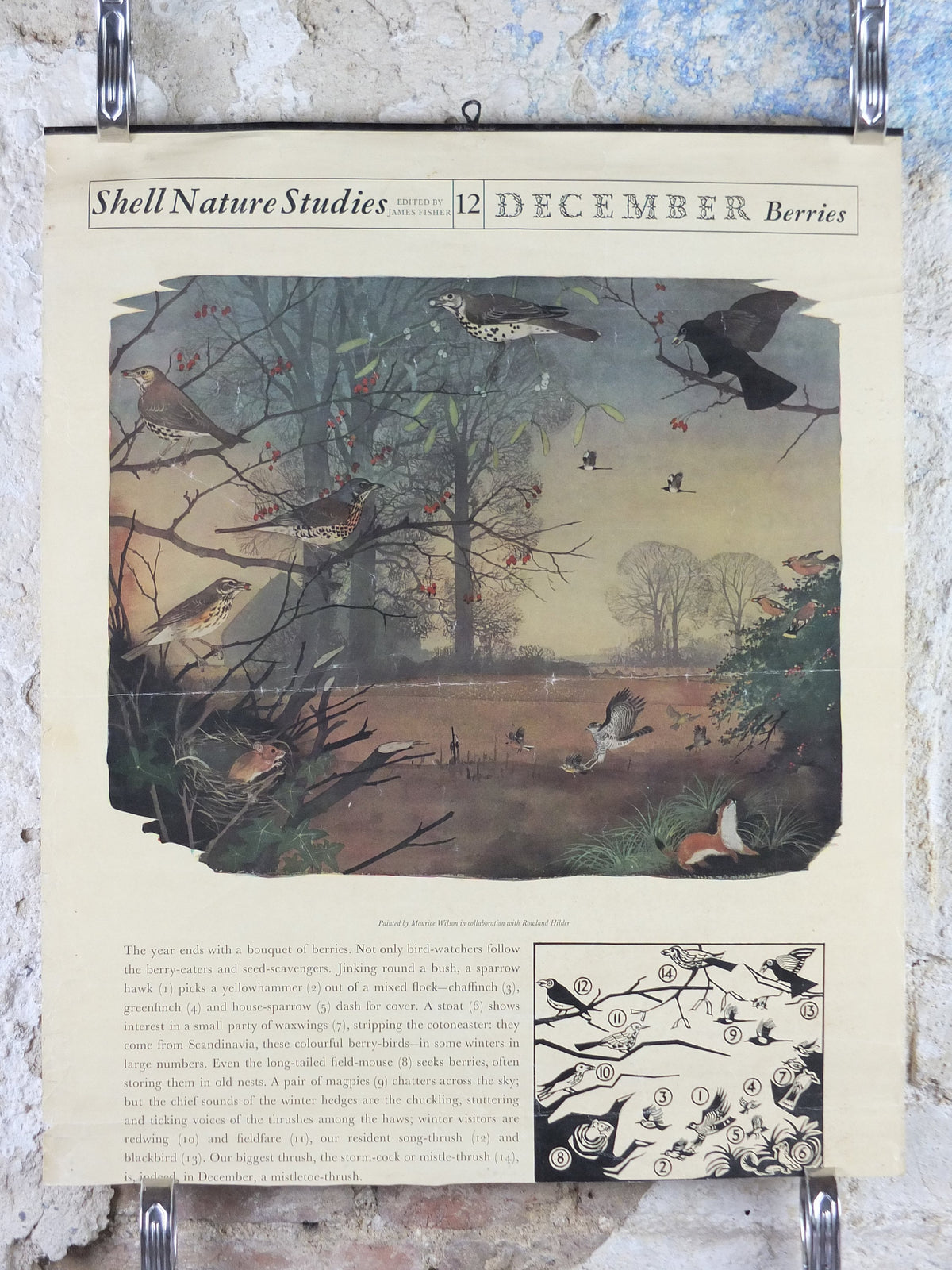 Vintage Shell Nature Studies, December Berries Poster, botanical school education, wall art decor by Maurice Wilson and Rowland Hilder