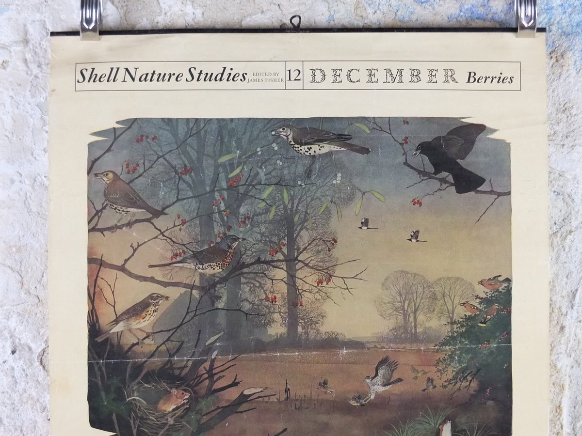 Vintage Shell Nature Studies, December Berries Poster, botanical school education, wall art decor by Maurice Wilson and Rowland Hilder
