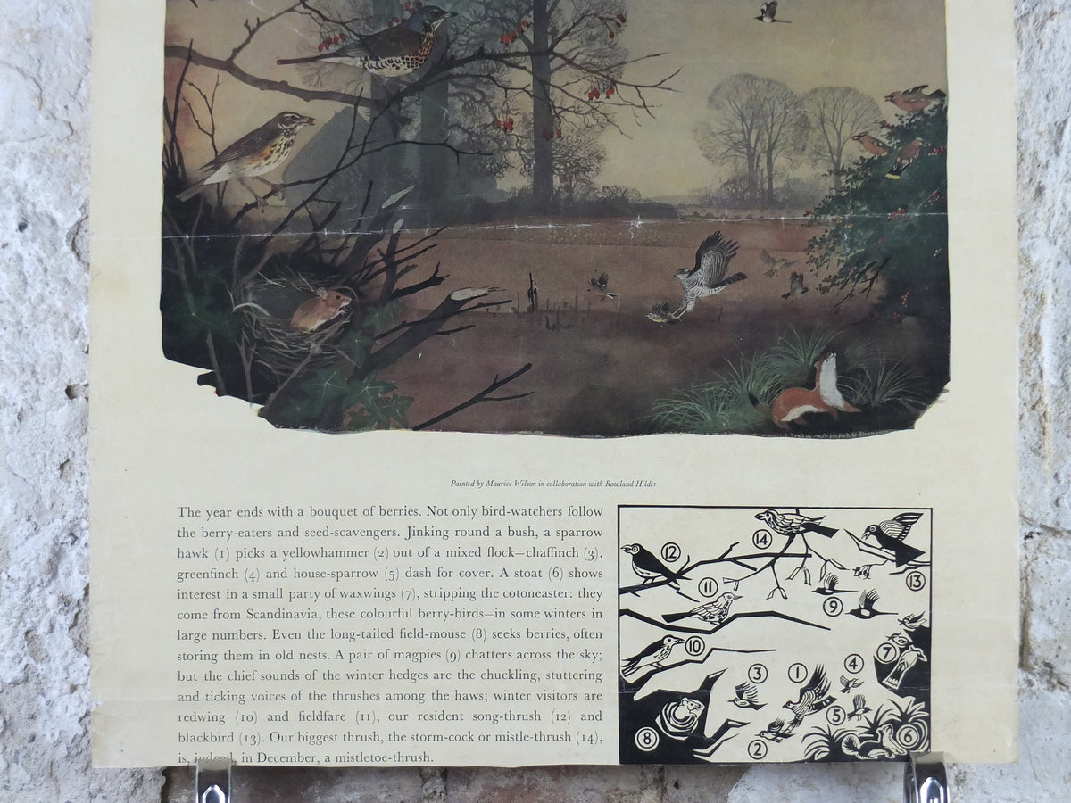 Vintage Shell Nature Studies, December Berries Poster, botanical school education, wall art decor by Maurice Wilson and Rowland Hilder
