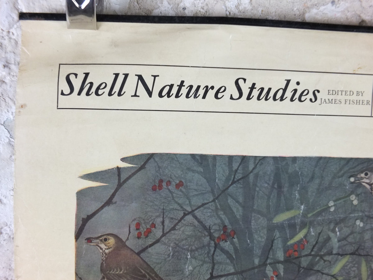 Vintage Shell Nature Studies, December Berries Poster, botanical school education, wall art decor by Maurice Wilson and Rowland Hilder