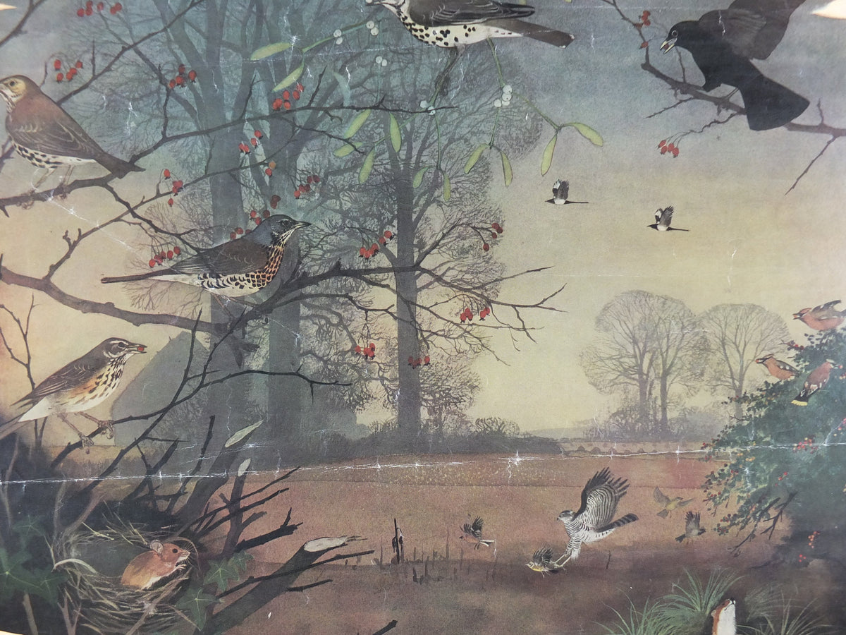 Vintage Shell Nature Studies, December Berries Poster, botanical school education, wall art decor by Maurice Wilson and Rowland Hilder