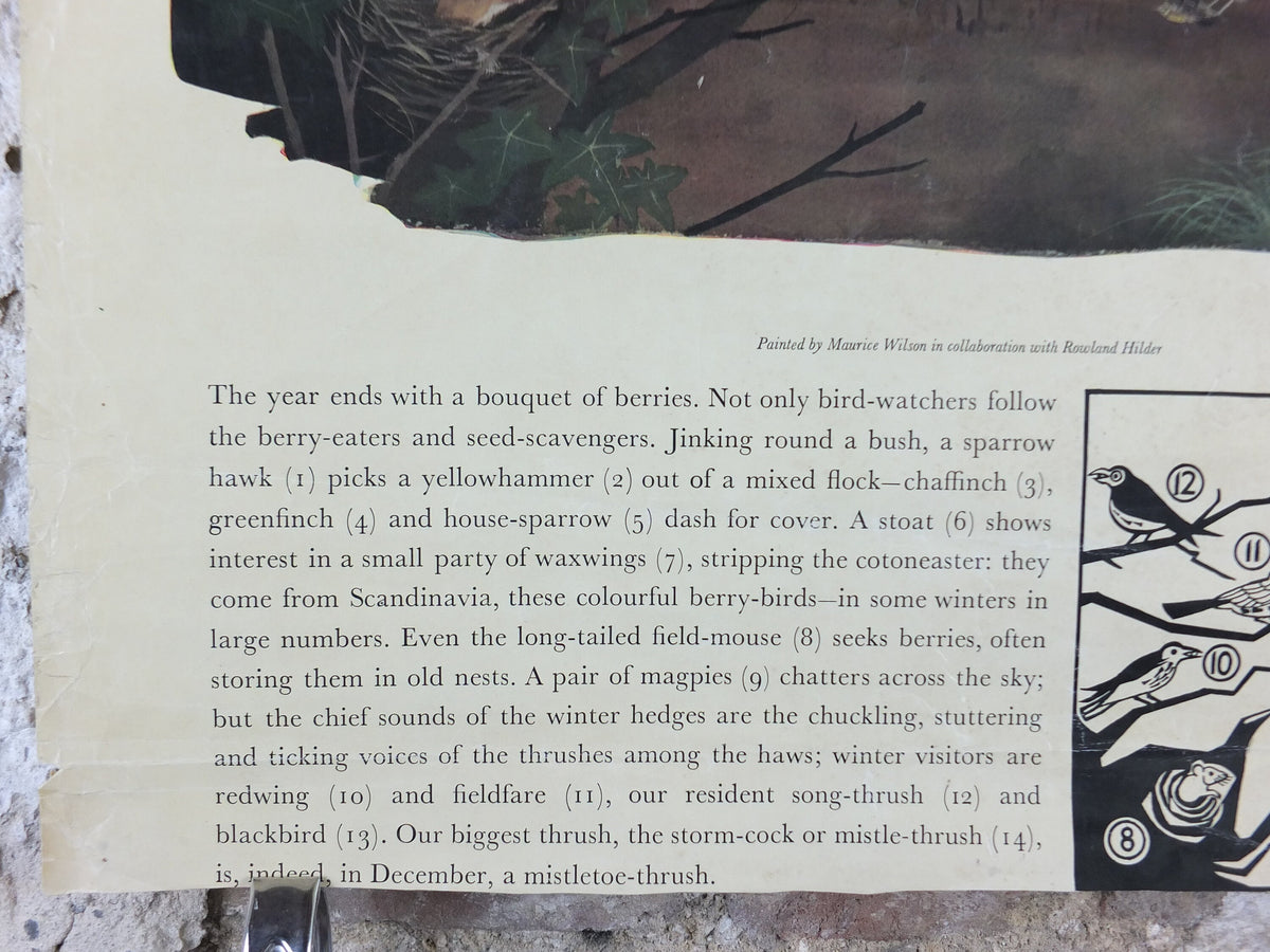 Vintage Shell Nature Studies, December Berries Poster, botanical school education, wall art decor by Maurice Wilson and Rowland Hilder