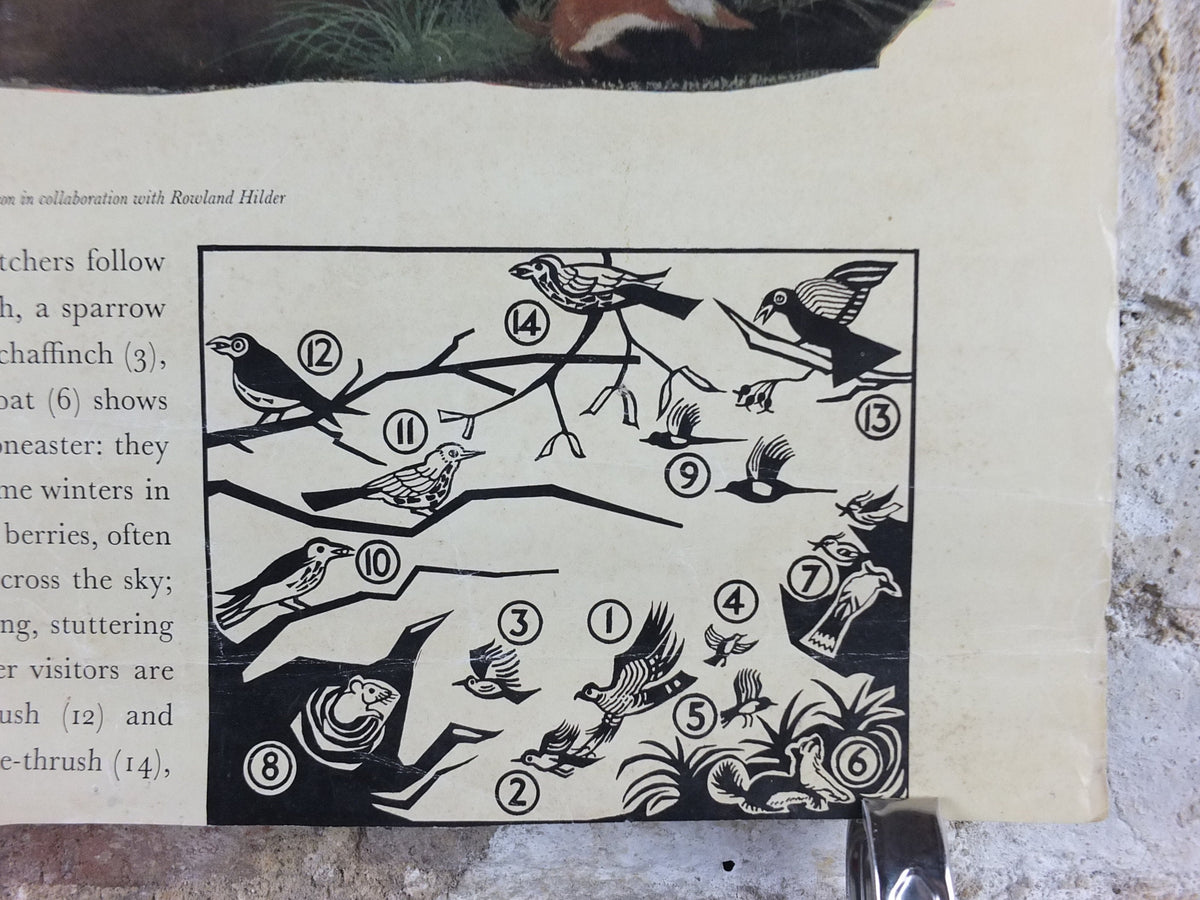 Vintage Shell Nature Studies, December Berries Poster, botanical school education, wall art decor by Maurice Wilson and Rowland Hilder