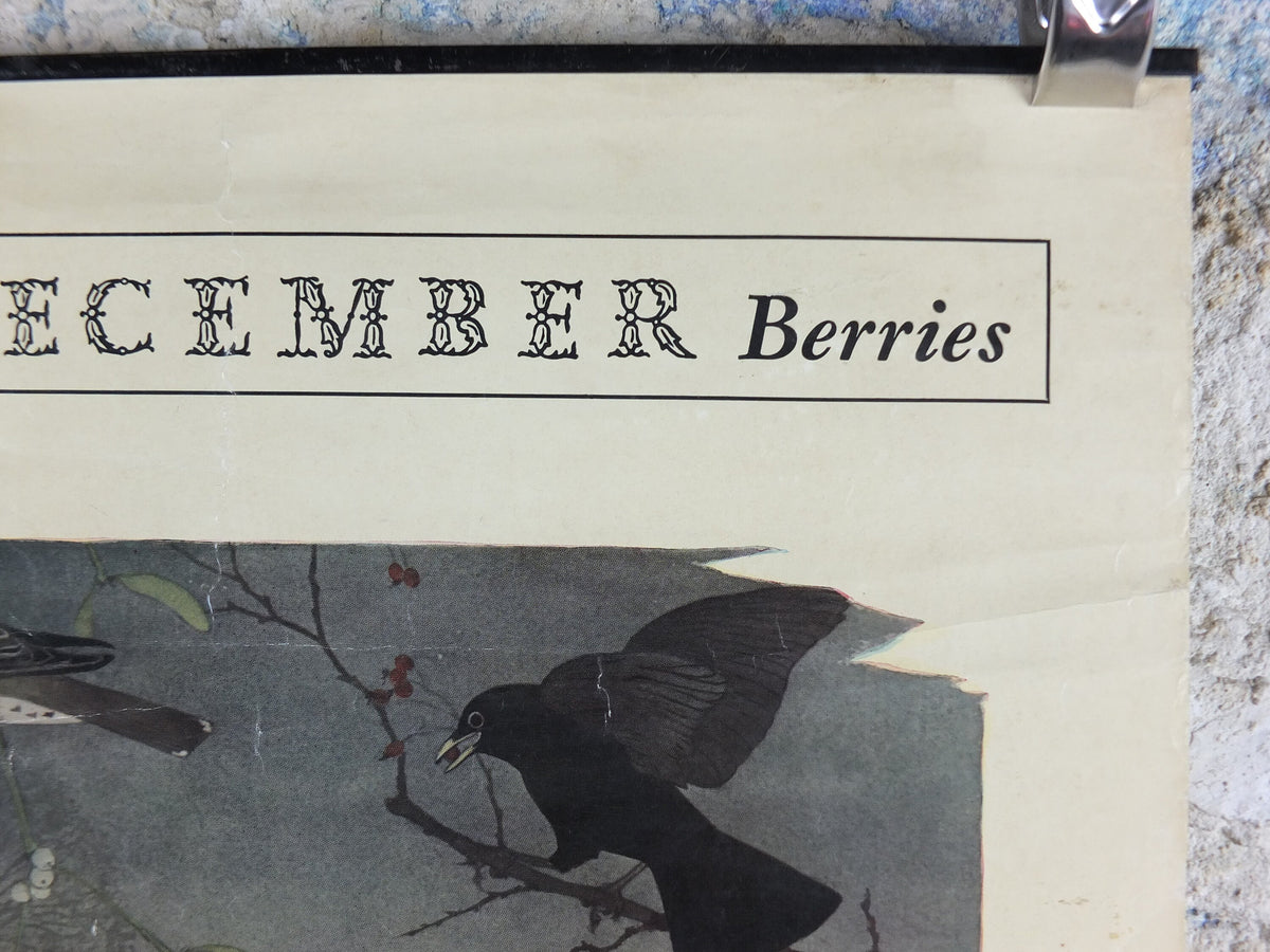 Vintage Shell Nature Studies, December Berries Poster, botanical school education, wall art decor by Maurice Wilson and Rowland Hilder