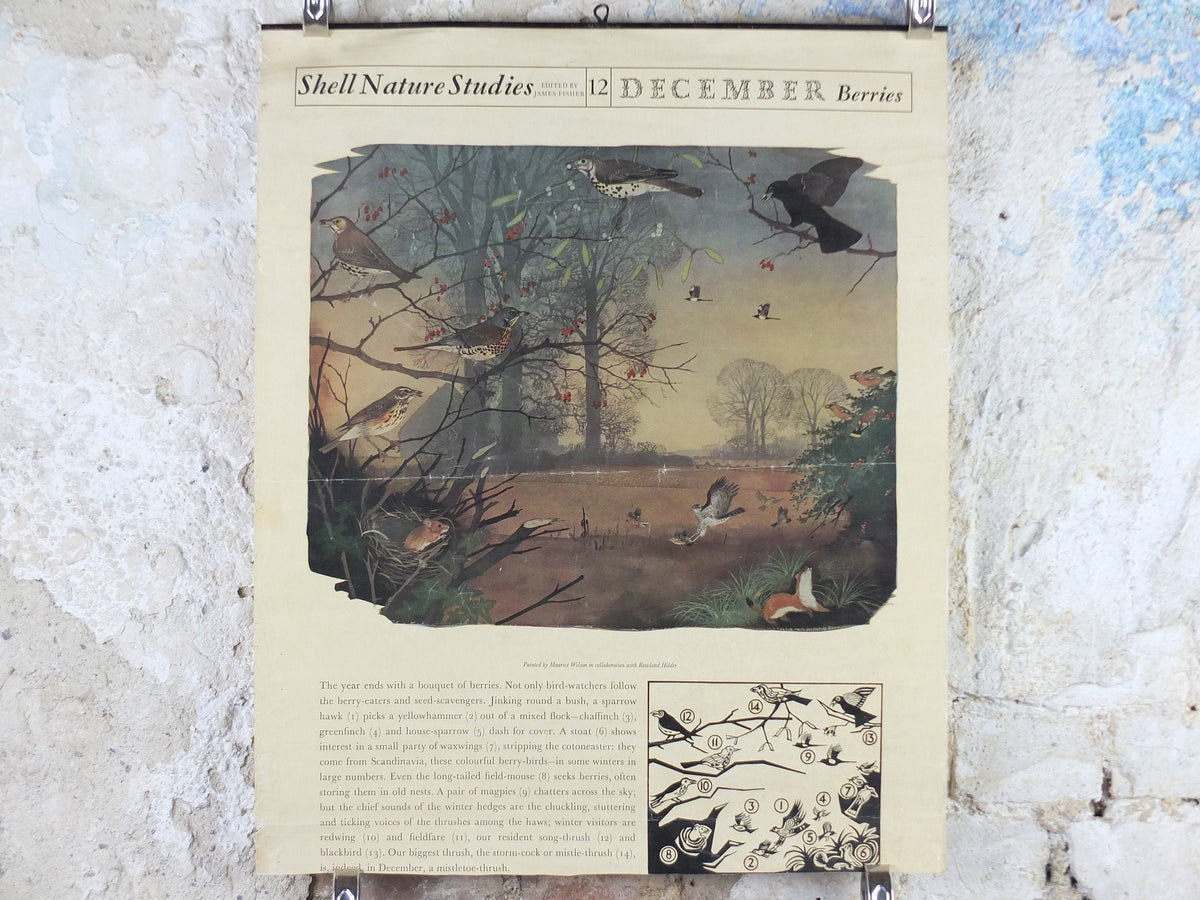 Vintage Shell Nature Studies, December Berries Poster, botanical school education, wall art decor by Maurice Wilson and Rowland Hilder