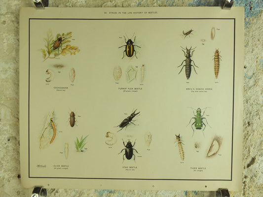 Original Vintage Macmillan Beetles Nature Educational Poster Click Beetle Stag Tiger devils coach horse cockchafer print wall art 1950s