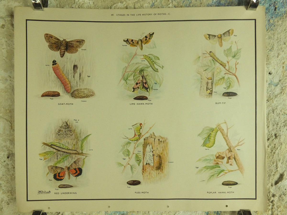 Original Vintage Macmillan Moths Nature Educational Poster Goat Lime Hawk Buff Tip Red Underwing Puss Poplar Hawk print wall art 1950s
