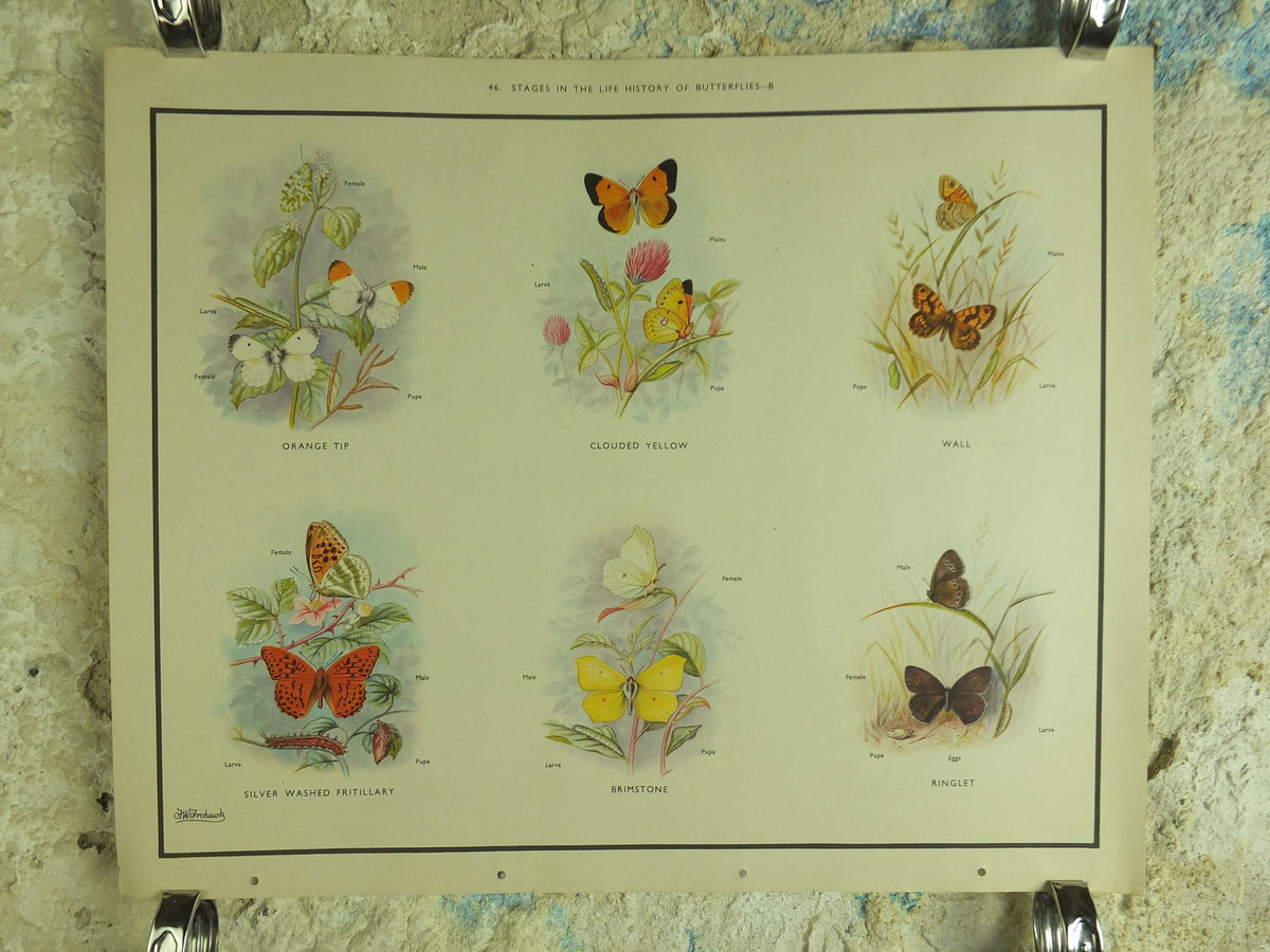 Original Vintage Macmillan Butterflies Nature Educational Poster Orange Tip Clouded Yellow Wall Brimestone print wall art ornithology 1950s