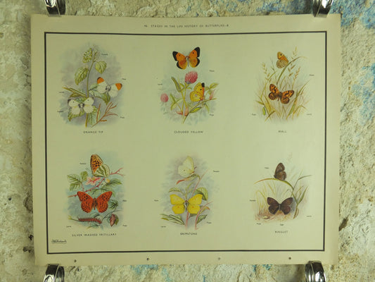 Original Vintage Macmillan Butterflies Nature Educational Poster Orange Tip Clouded Yellow Wall Brimestone print wall art ornithology 1950s