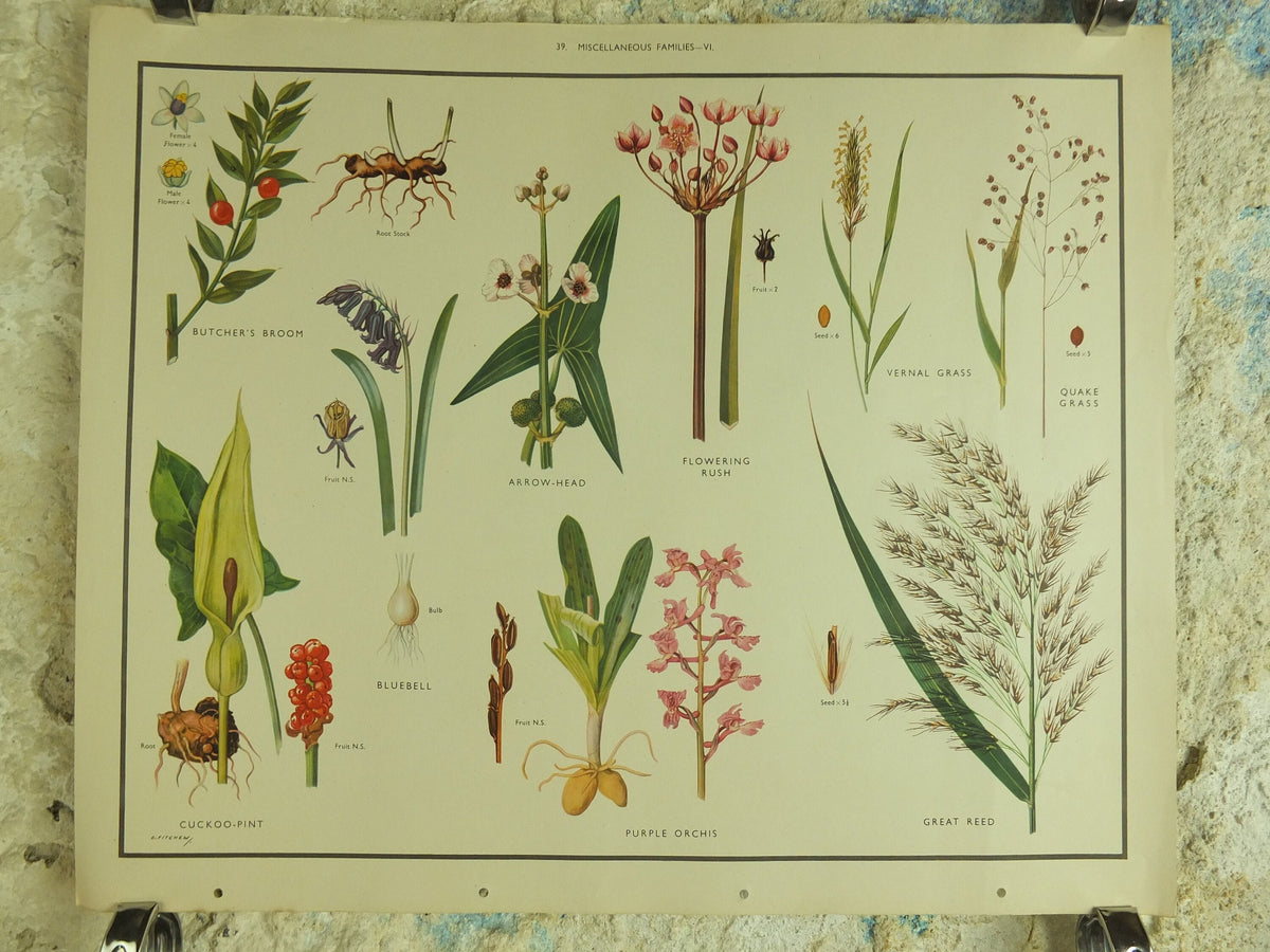 Original Vintage Macmillan Wild Flowers Educational Poster Bluebell Orchis Rush Reed print wall art Nature biology botany botanical 1950s