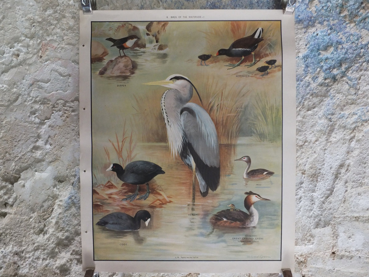 Original Vintage Macmillan Birds Nature Educational Poster Heron Dipper Moorhen Coot Great Creasted Grebe print wall art ornithology 1950s