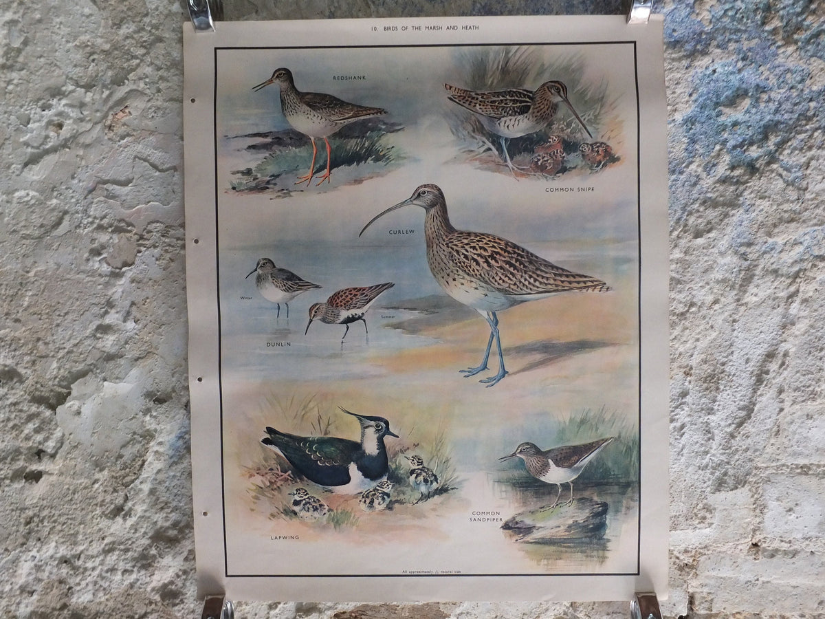 Original Vintage Macmillan Birds Nature Educational Poster redshank snipe dunlin curlew lapwing sandpiper print wall art ornithology 1950s