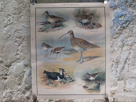 Original Vintage Macmillan Birds Nature Educational Poster redshank snipe dunlin curlew lapwing sandpiper print wall art ornithology 1950s