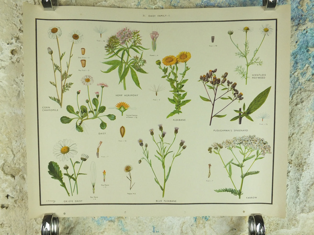 Original Vintage Macmillan Wild Flowers Daisy Educational Poster Chamomile Agrimony print wall art Nature biology botany botanical 1950s