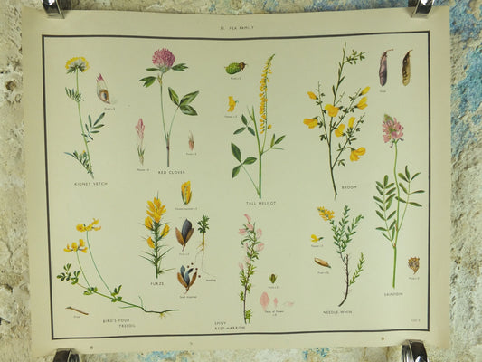 Original Vintage Macmillan Wild Flowers Pea Educational Poster Clover Broom Melilot print wall art Nature biology botany botanical 1950s