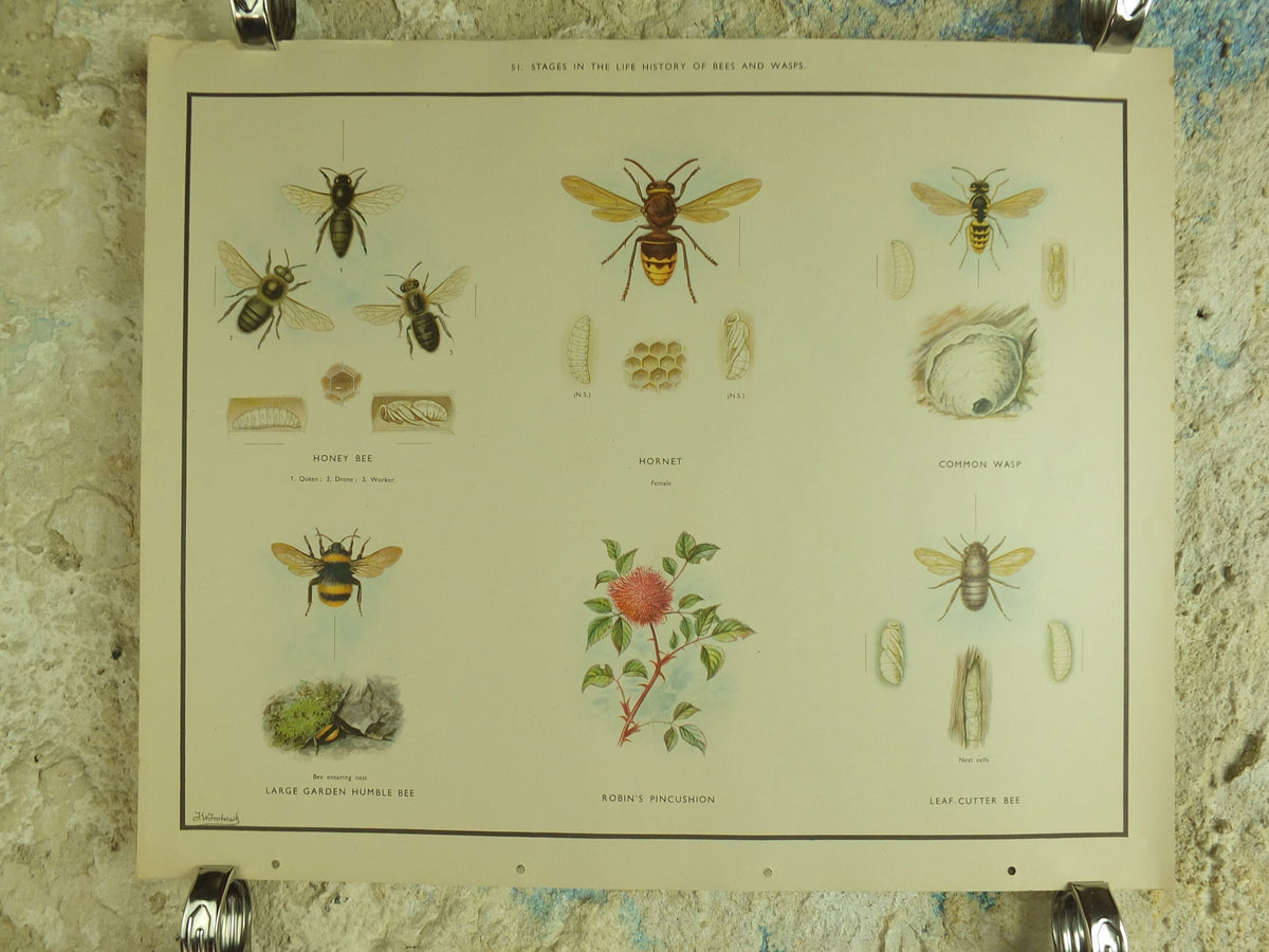 Original Vintage Macmillan Bees and Wasps Nature Educational Poster honey bee hornet wasp robins pincushion bees print wall art 1950s