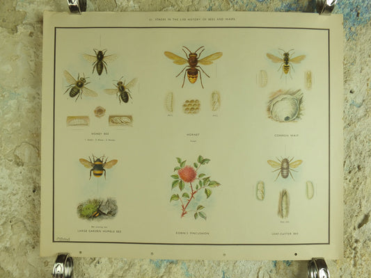 Original Vintage Macmillan Bees and Wasps Nature Educational Poster honey bee hornet wasp robins pincushion bees print wall art 1950s