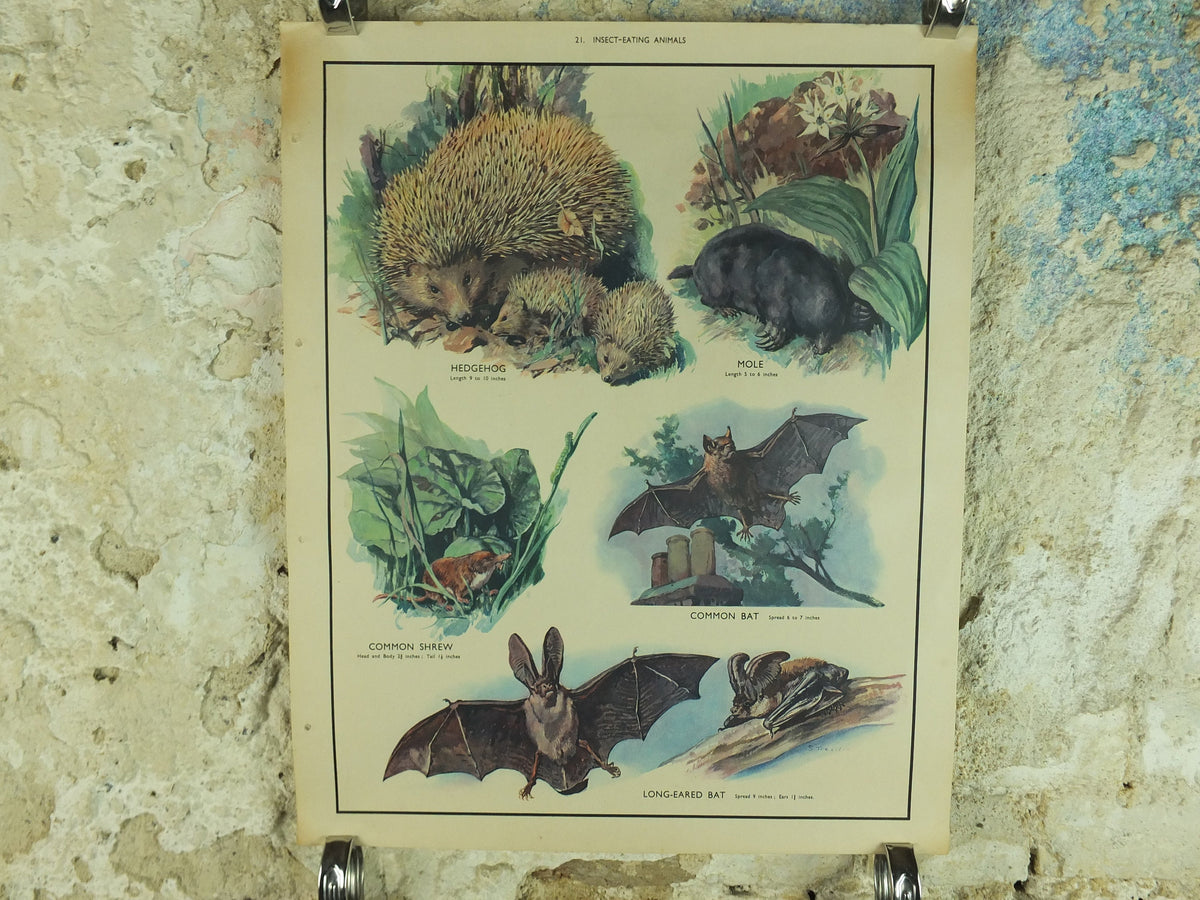 Original Vintage Macmillan Animals Nature Educational Poster Hedgehog Mole Common Shrew Bat Insect print wall art biology zoology 1950s