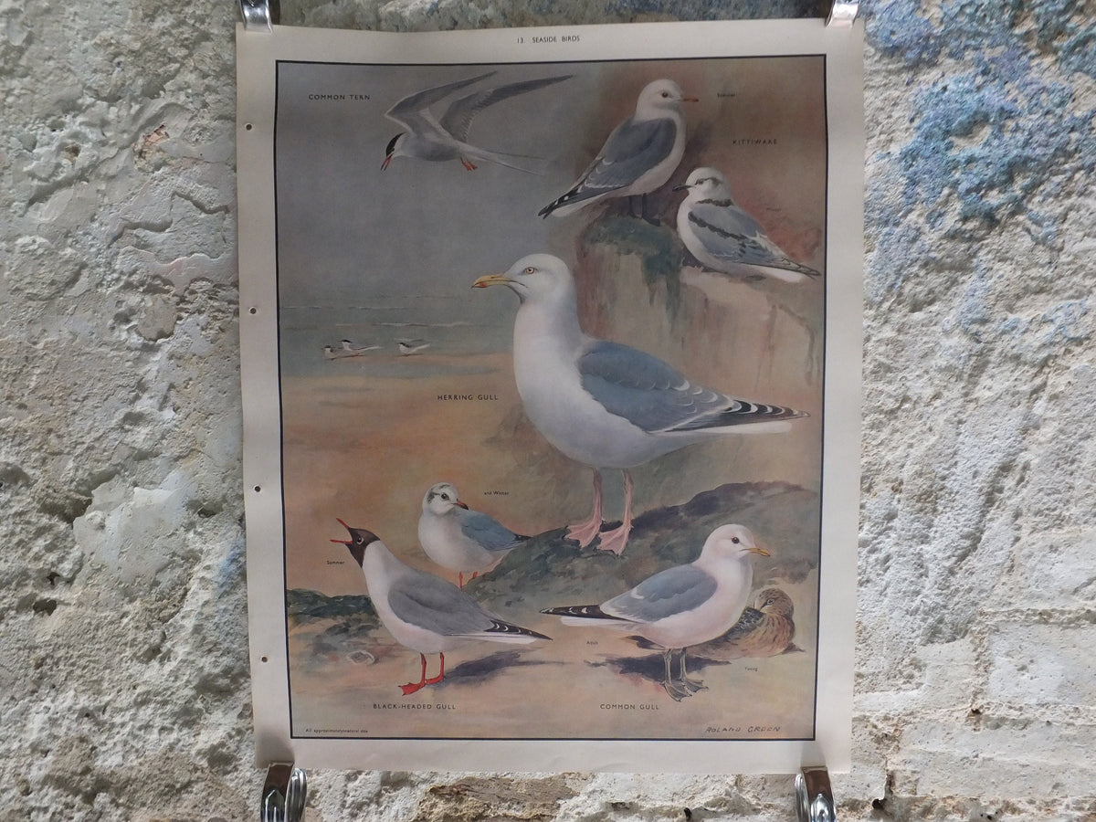 Original Vintage Macmillan Birds Nature Educational Poster tern kittewake herring sea common seagull print wall art ornithology 1950s