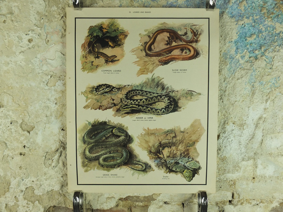 Original Vintage Macmillan Animals Nature Educational Poster Lizards & Snakes Adder Viper Grass Snake print wall art biology zoology 1950s