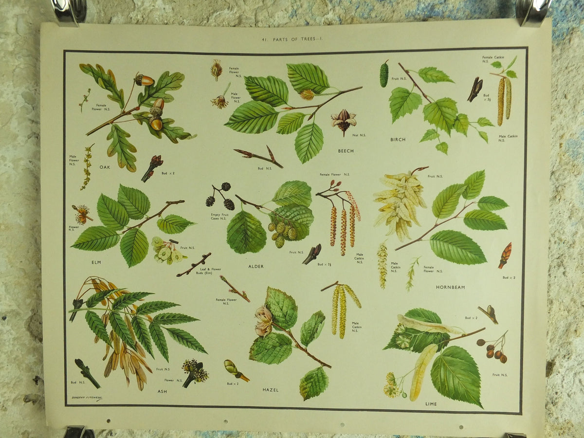 Original Vintage Macmillan Parts of Trees Educational Poster Oak elm ash beech birch print wall art Nature biology botany botanical 1950s